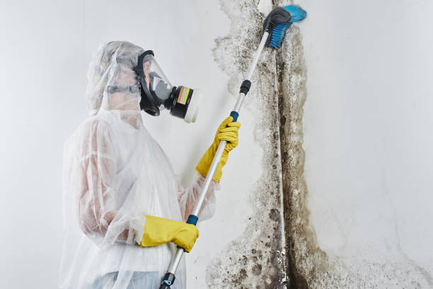 Why You Should Choose Our Mold Remediation Services in St Bonaventure, NY